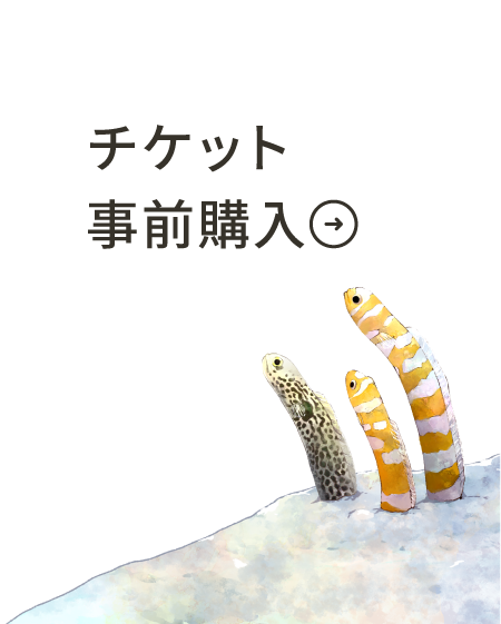 WEB購入はこちら