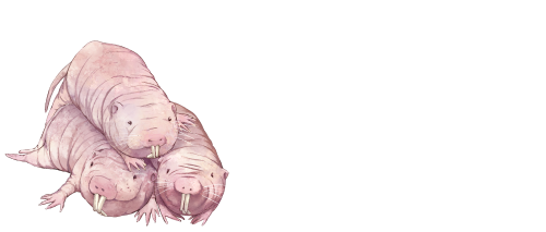 follow us